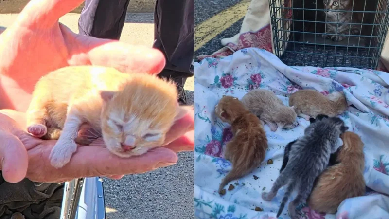 Mother cat, 6 newborn kittens found sheltering beneath Ontario police cruiser