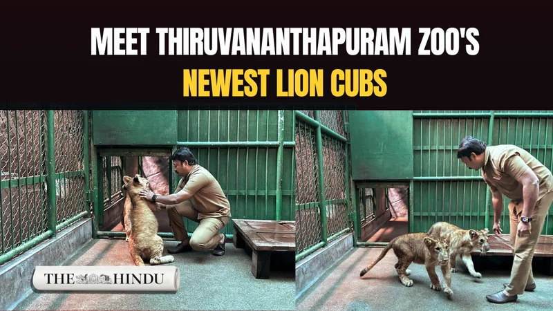 Lion cubs at zoo to make their public debut during Onam