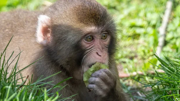 Granby Zoo issues warning to visitors who may have had contact with Japanese macaques