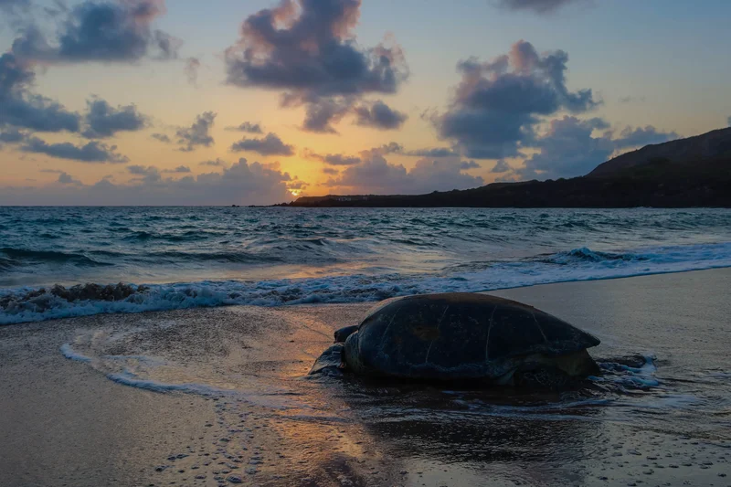 ‘They’ve been doing this since the time of the dinosaurs’: A turtle’s 1,200-mile survival odyssey to return to where it was born
