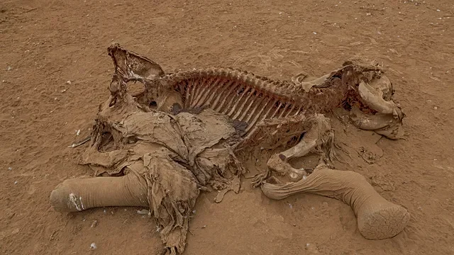 Worries grow over mysterious illness killing Kenyan elephants