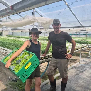 Hydroponics in Horowhenua: Growers producing lettuce without soil