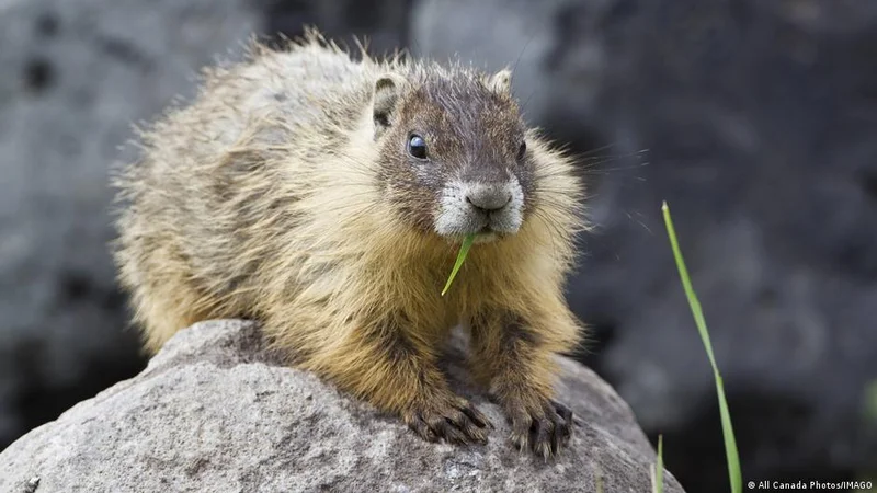 Eco wins: Hungary goes solar, marmots go viral and Rome gets an upgrade
