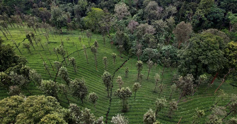 ‘India’s Forests, Real and Imagined’: Forests as literary-political figures across three millennia
