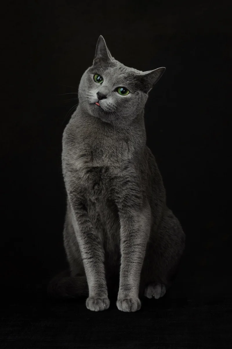 Step Into CDMX’s New Interactive Museo del Gato: A Love Letter to Felines