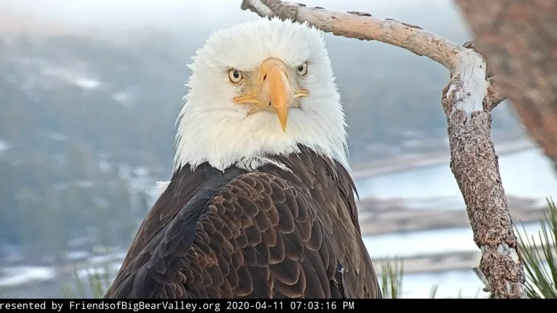 Do not share fake images of Jackie the bald eagle