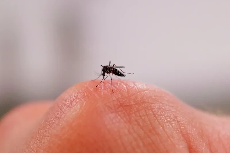 The main reason you are a mosquito magnet but your friend isn’t
