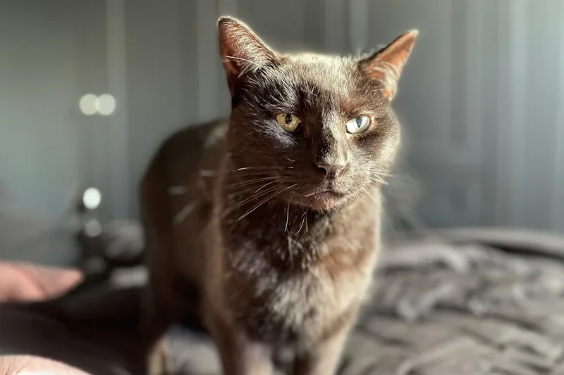 How I’m bio-hacking my senior cat to boost his health and longevity