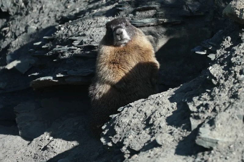 Leader of Fat Marmot Week fights the budget cut era: ‘we’re going to be laughing our way down as the Titanic sinks’