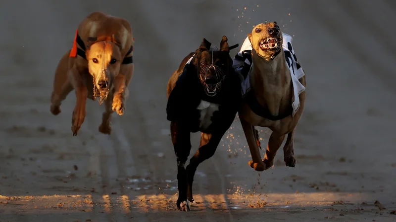 Dozens of greyhounds to land in Australia as NZ racing ban begins