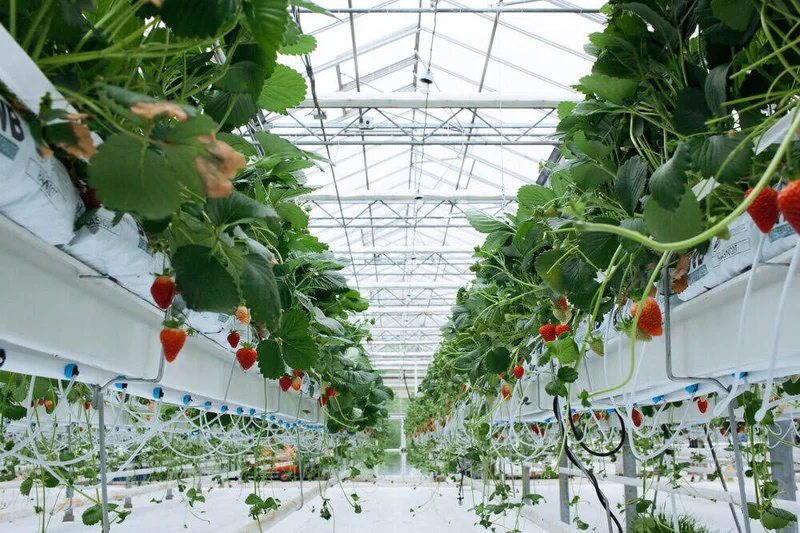 Greenhouse products exports rise 12% thanks to modern technology, water crisis management