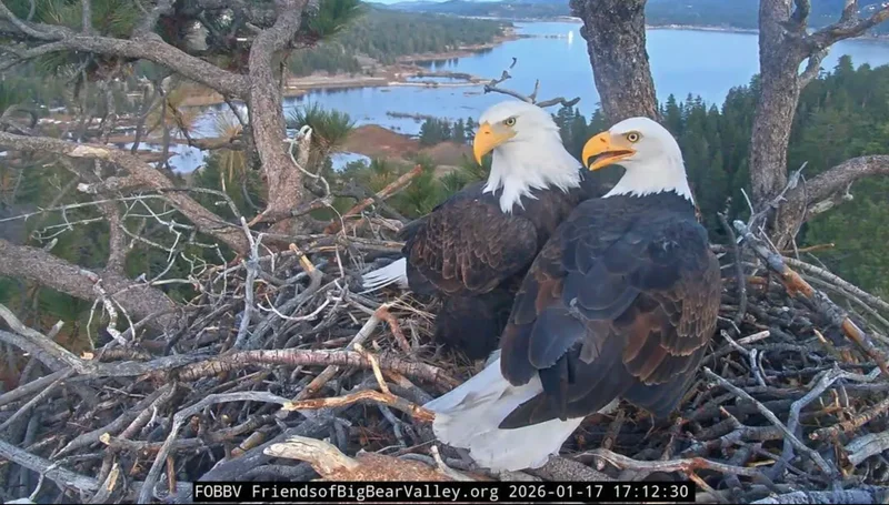 Jackie the bald eagle is ‘unstable’