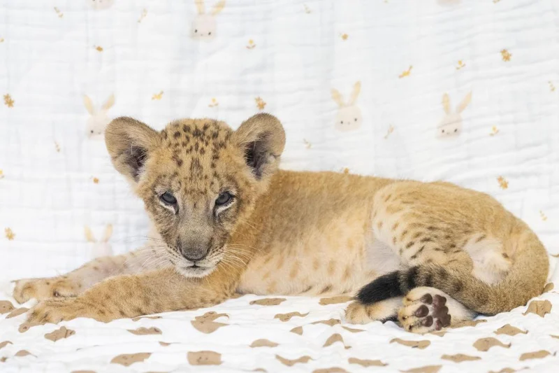 Meet Laon, the lion cub captivating Korea