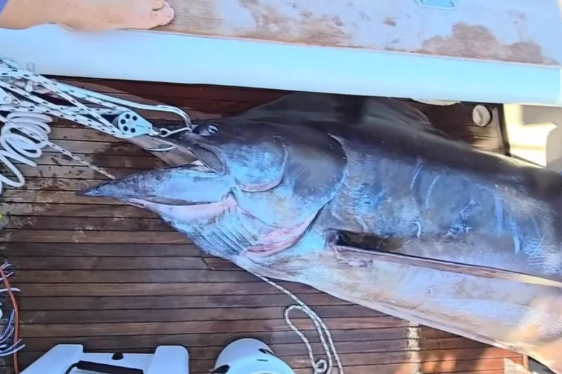 Fishermen land 1,260lb ‘largest blue marlin caught on US east coast’