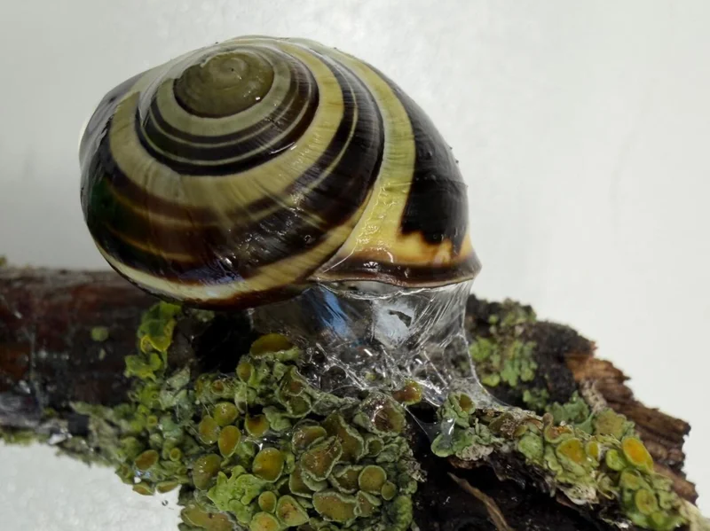 Sticky or slippery? Snails can change their slime to meet the moment