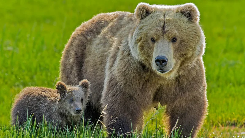 Why do mother bears kill cubs? The answer is complicated.
