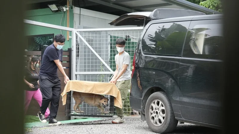 Dog that fatally mauled handler at Hong Kong pet centre a stray awaiting adoption