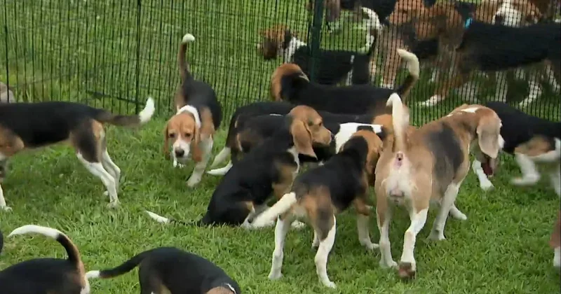 Wisconsin dog breeder faced nearly 500 state violations, but didn't see federal enforcement