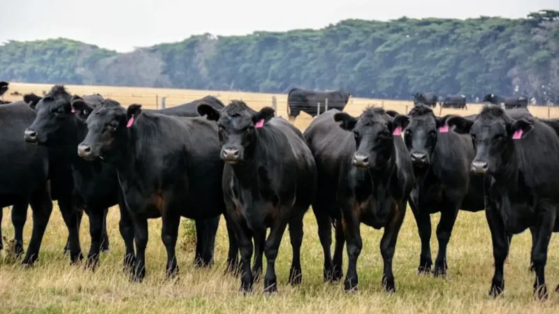 Study finds one-third of farmland drives two-thirds of farming's nature loss