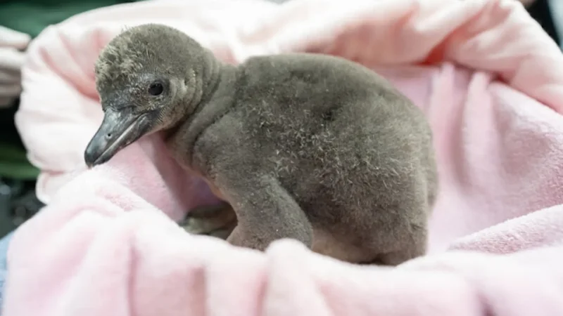 New ‘desert’ penguin chick arrives in Seattle