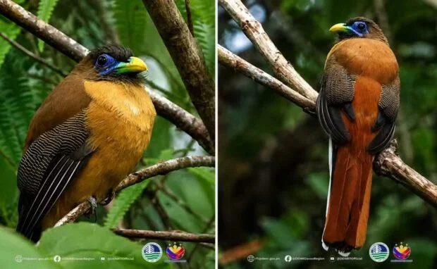 Davao forests home to real-life ‘Ibong Adarna’