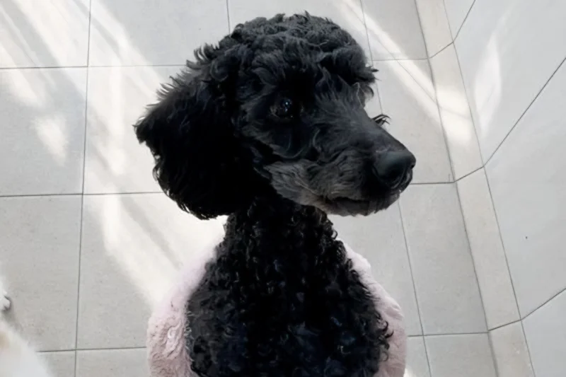 Woof-worthy cause: Gyeonggi Province hosts adoption drive for its darkest-coated dogs