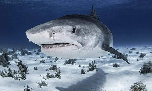 Man's leg is mauled by shark during pleasure boat fishing trip off Ireland