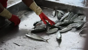 SC ruling on boat monitoring may harm fisheries sector