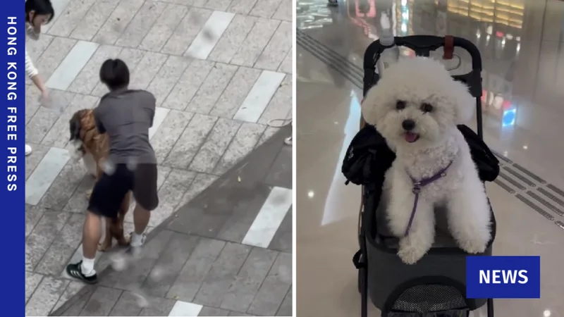 Owner arrested over fatal Yuen Long dog attacks, killer dog may be euthanised if not reclaimed