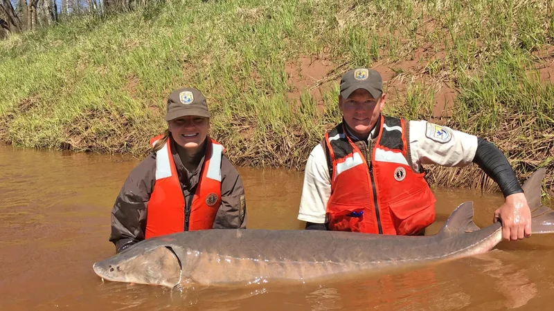 300-year-old sturgeon are swimming around the Great Lakes