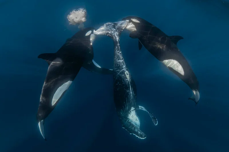 This Orca Hunt Left Behind a Brutal Scene—and the Photo Just Won an Award