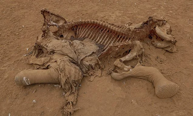 15 elephants are killed in suspected cyanide poisoning after eating farmers' tomatoes