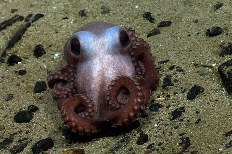 Plans for World’s First Octopus Farm Scrapped Over Ethical Concerns and Regulatory Hurdles