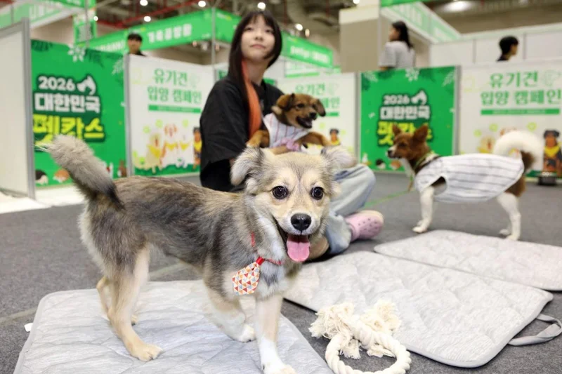 Busan to provide 1-year free pet insurance for adopted rescue dogs