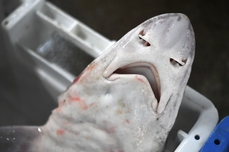 Dozens of dead sharks wash up along Jersey shore stunning visitors: ‘Well, this is odd’