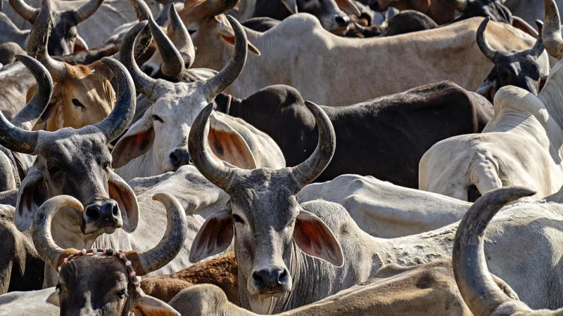 Uttar Pradesh to train 10,000 ‘Gau Mitras’ for cow protection