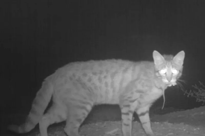 Cats are killing far more native Australian wildlife than previously thought