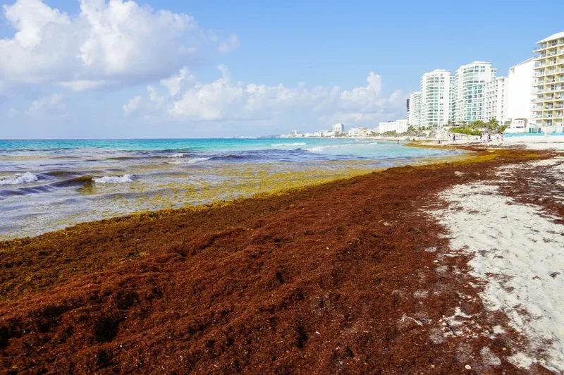Sargassum seaweed levels begin to drop in Quintana Roo after record peak