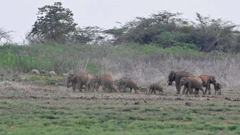 States can't create blockades in elephant corridors: SC