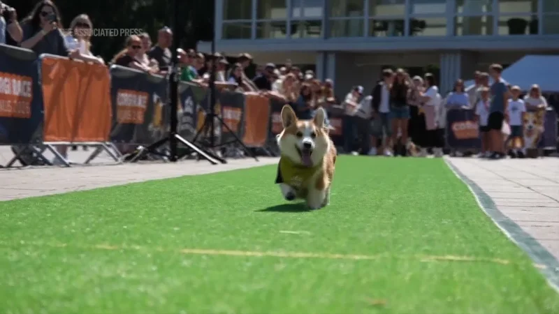 Corgis sprint, bark and dress up on race day in Vilnius, Lithuania