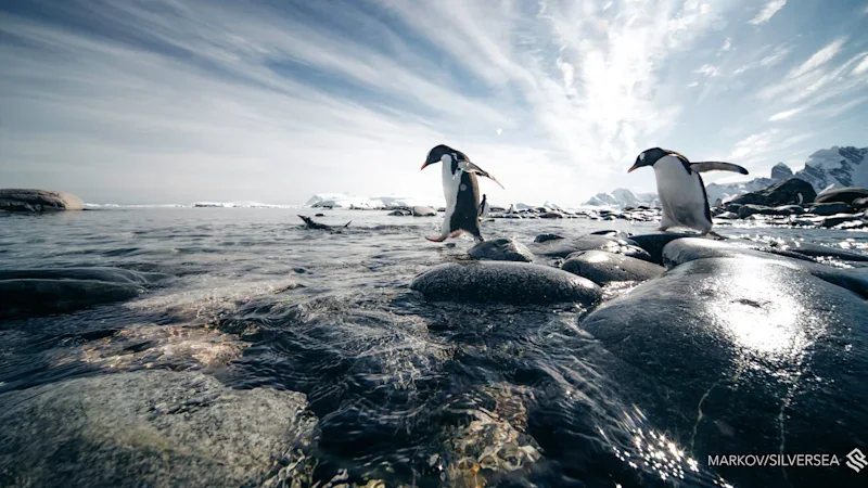 Antarctic grass an ominous sign of how the world is warming