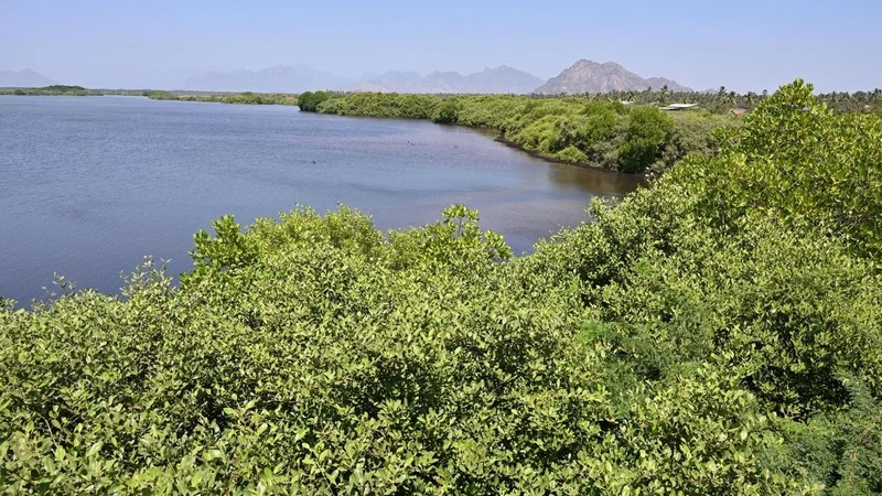 Tamil Nadu Budget 2026: TN-SHORE project offers fillip to mangrove afforestation, restoration in Kanniyakumari