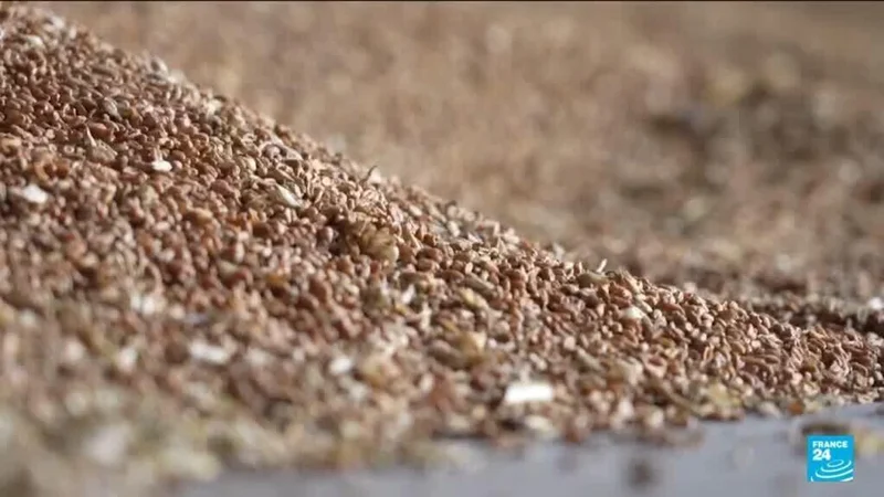Russia-Ukraine war: Grain hub attacks raise fears over global food prices