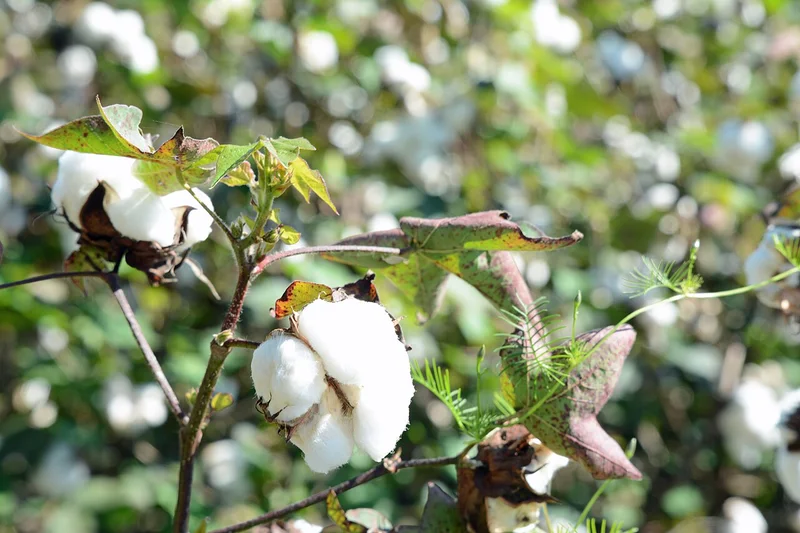 CFA Franc Zone Cotton Output Drops for Second Straight Season in 2025/2026