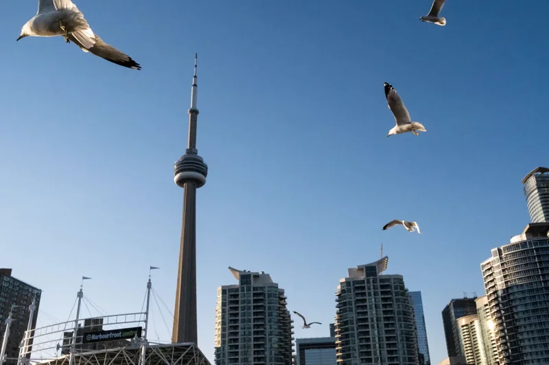 Why Canada’s buildings have become a deadly obstacle for millions of birds