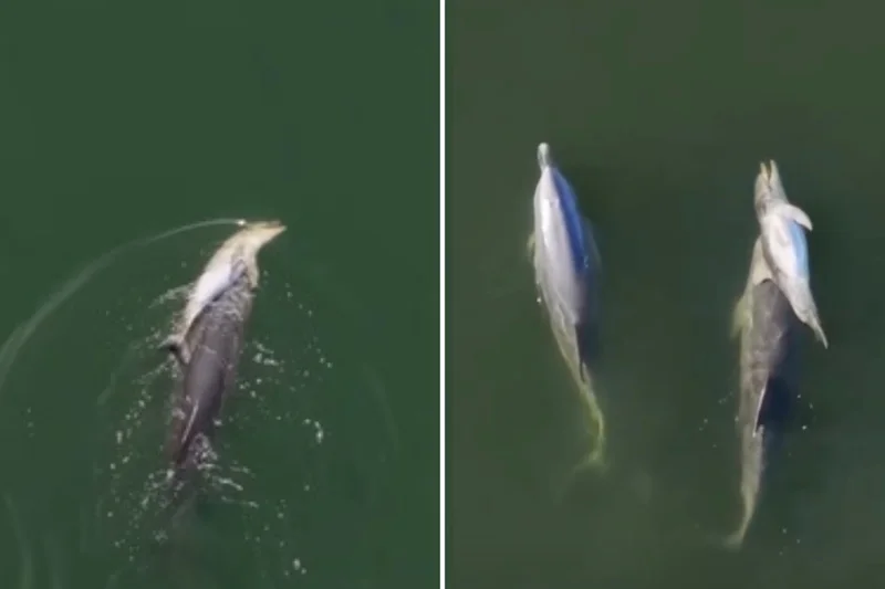 Mother dolphin filmed carrying dead calf through sea for six days in heartbreaking footage