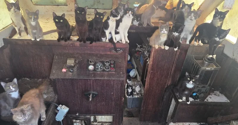 60 cats rescued from abandoned boat anchored off Washington state