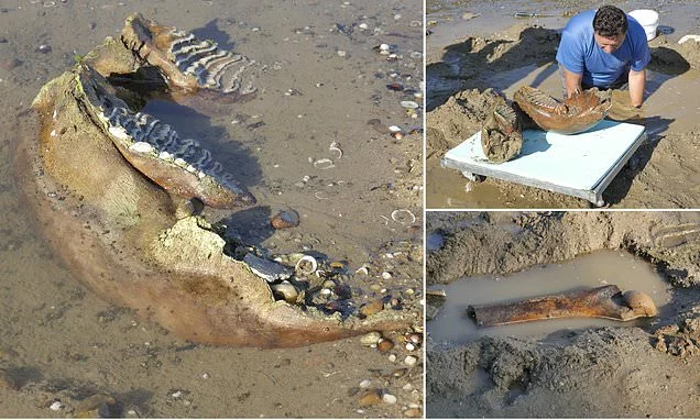 The secrets of the River Danube revealed by drought - from a woolly mammoth to Nazi motorbike - as Europe's heatwave continues