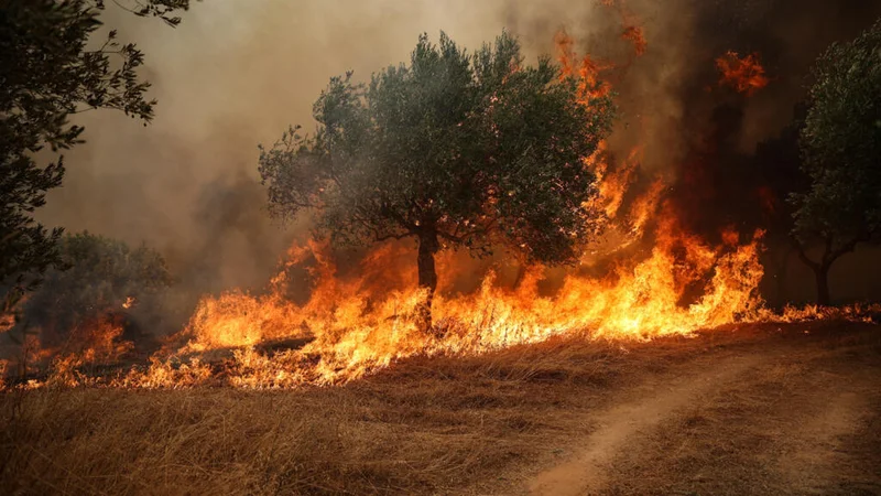 Europe's record-breaking heat sparks wildfires, drought in France, Greece and the UK