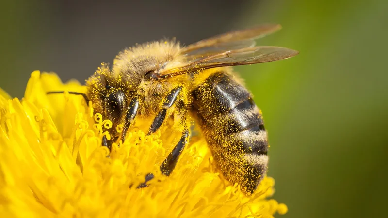 Pollen has a surprising problem — and honeybees have found a way around it